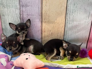 Chihuahua perros Chihuahuas - Anuncio 1