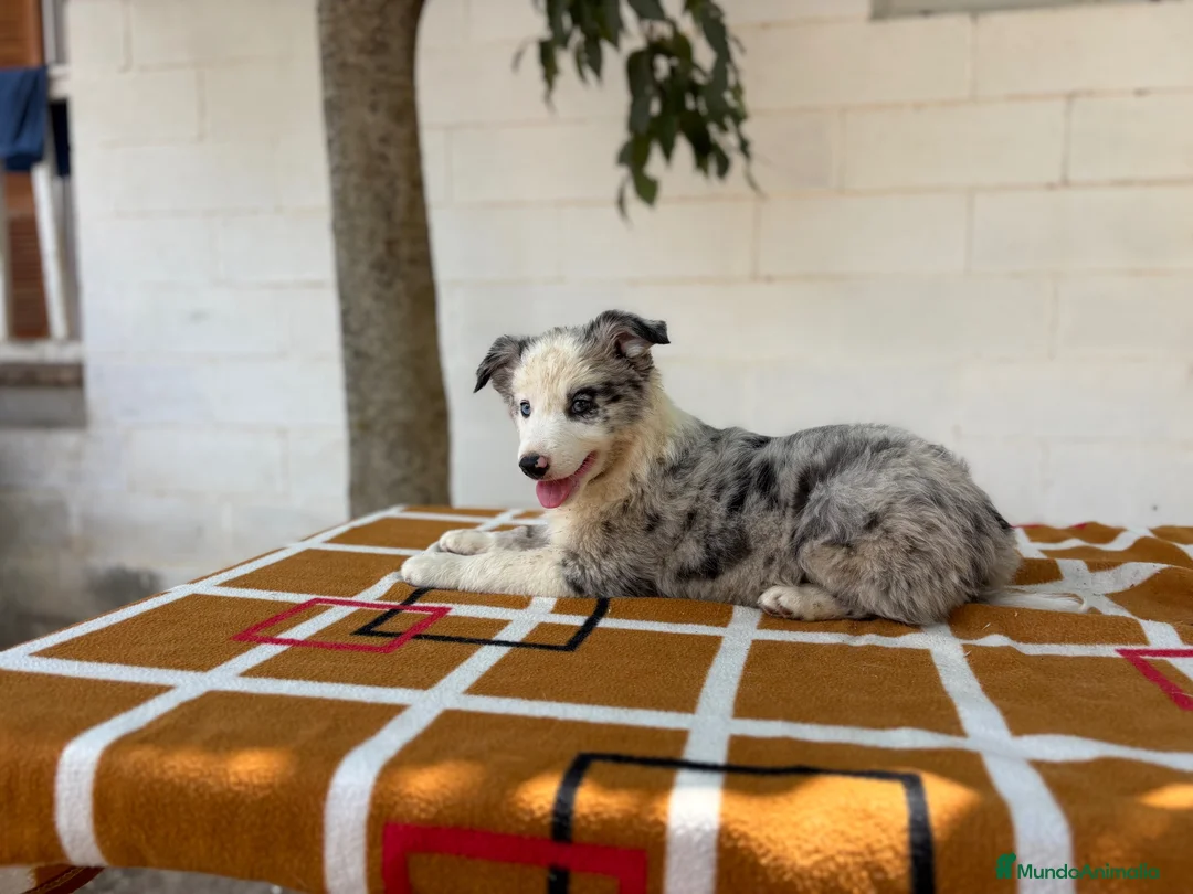 Border Collie perros en venta: Border Collie – Cachorros tranquilos 🐾 - Anuncio 12