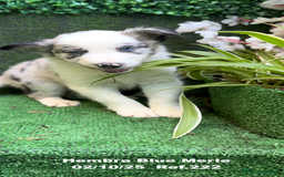 Border Collie perros en venta: Border Collie hembra Blue Merle - Anuncio 4