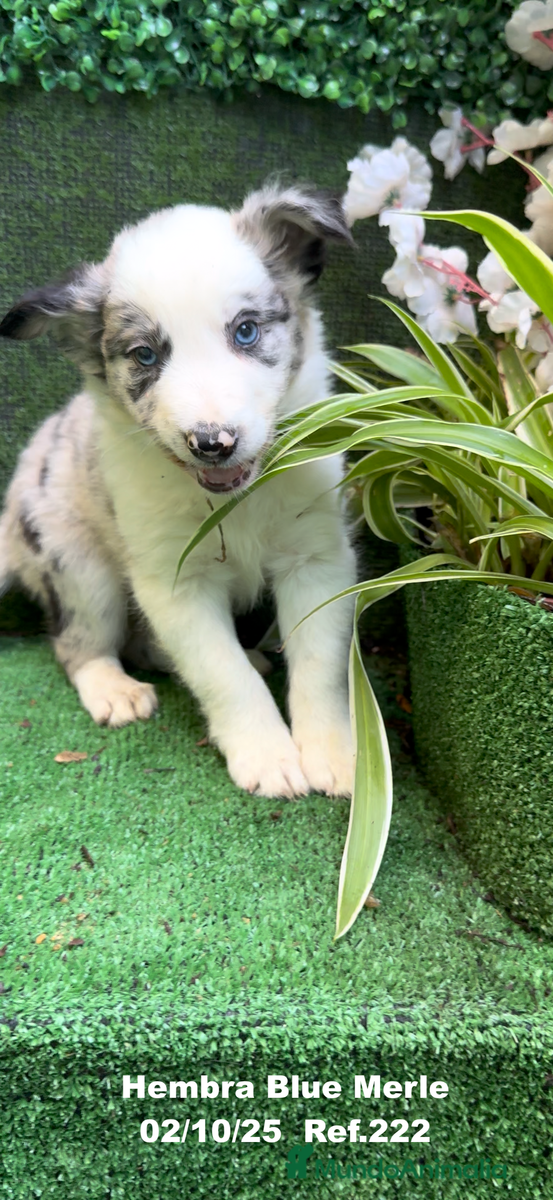 Border Collie perros en venta: Border Collie hembra Blue Merle - Anuncio 4