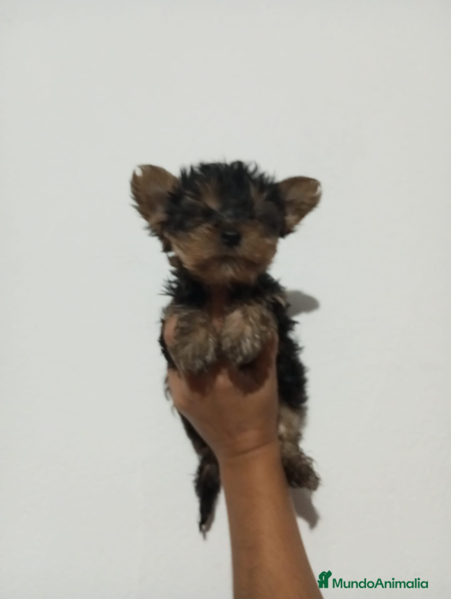 Yorkshire Terrier perros Yorkshire toy - Anuncio 3