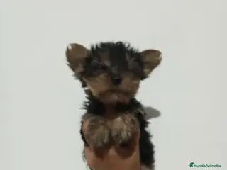 Yorkshire Terrier perros Yorkshire toy - Anuncio 3