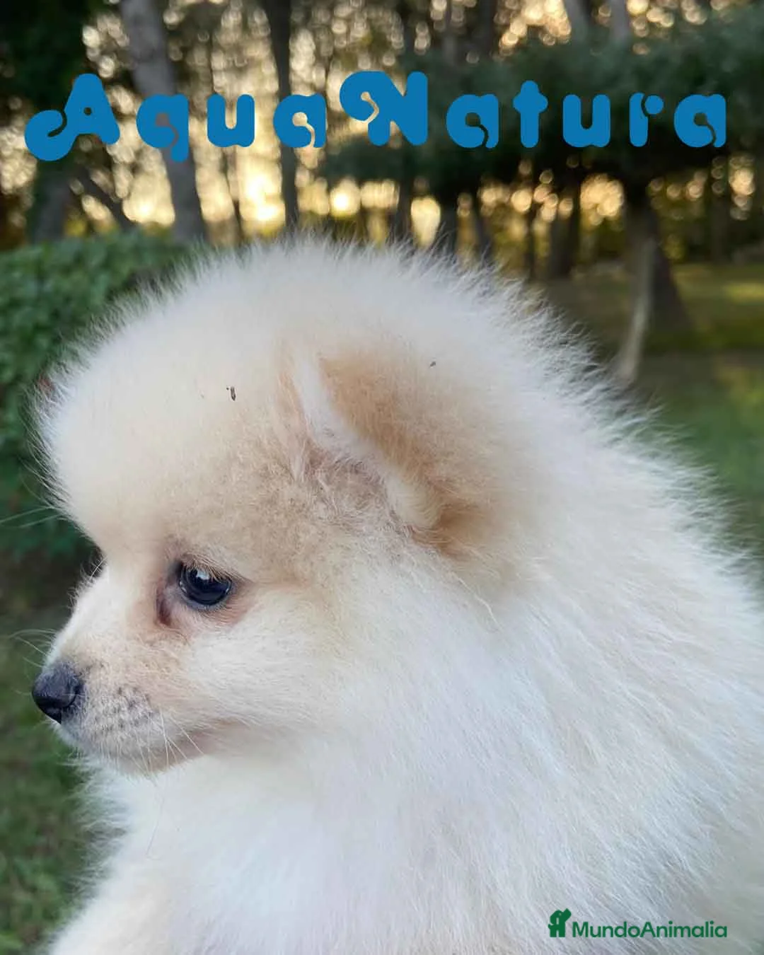 Pomerania perros en venta: Pomerania Macho 7515 - AQUANATURA en Barcelona - Anuncio 9