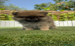 Pomerania perros en venta: POMERANIA MACHO 2 - Imagen 17