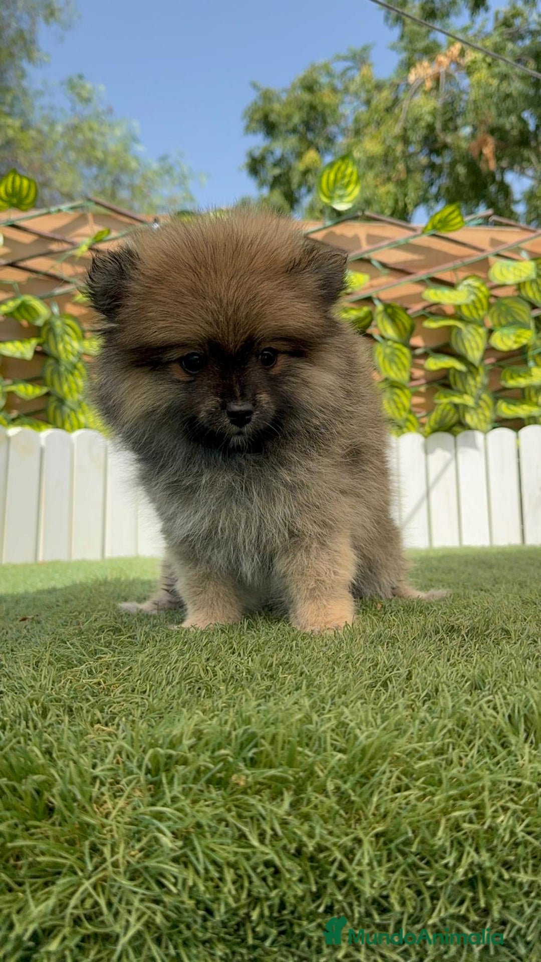 Pomerania perros en venta: POMERANIA MACHO 2 - Imagen 17