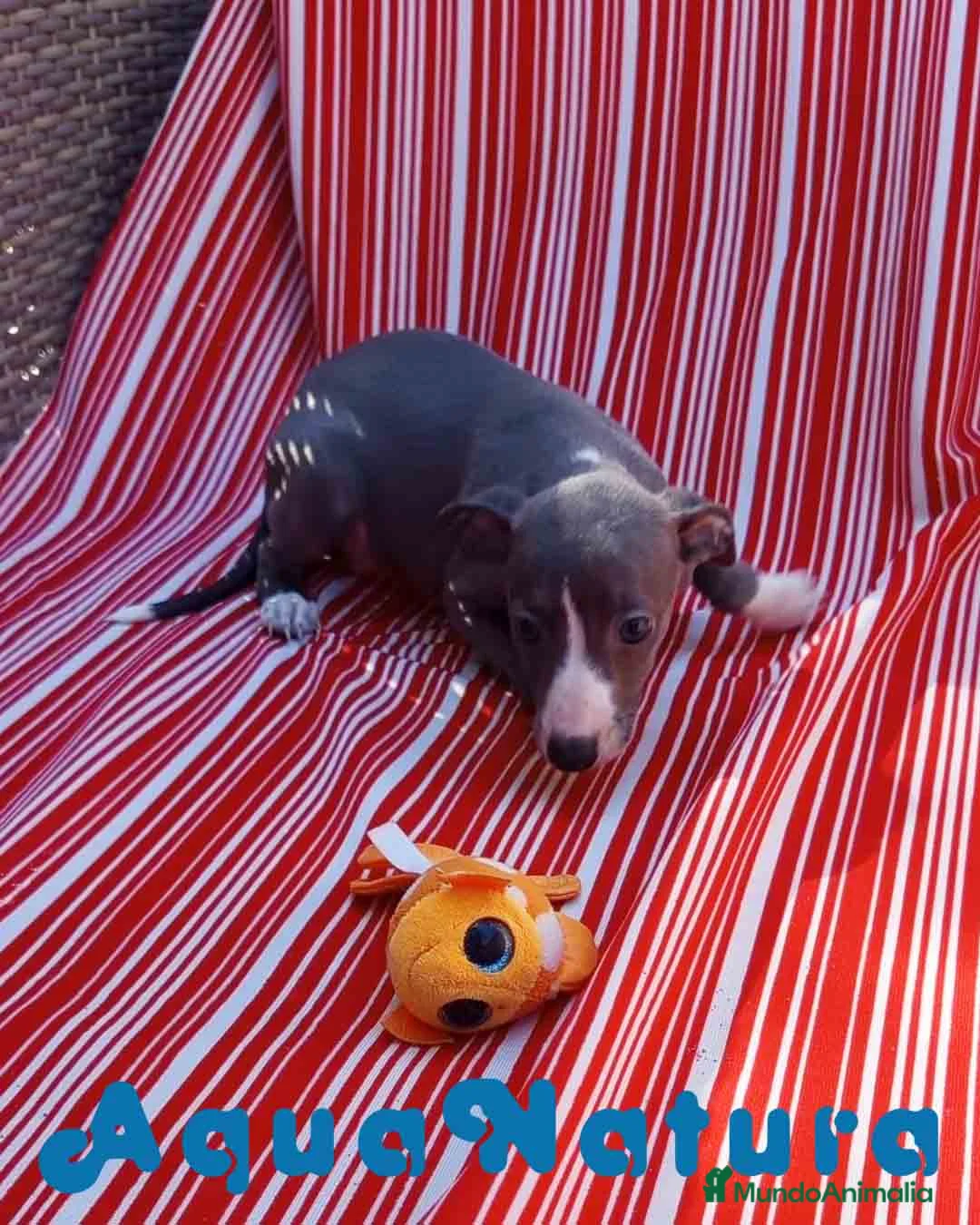 Pequeño Lebrel Italiano perros en venta: Lebrel Italiano Hembra 5 de AB y Omega AQUANATURA - Anuncio 5