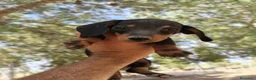 Teckel perros en venta: Teckels exclusivos - Anuncio 3