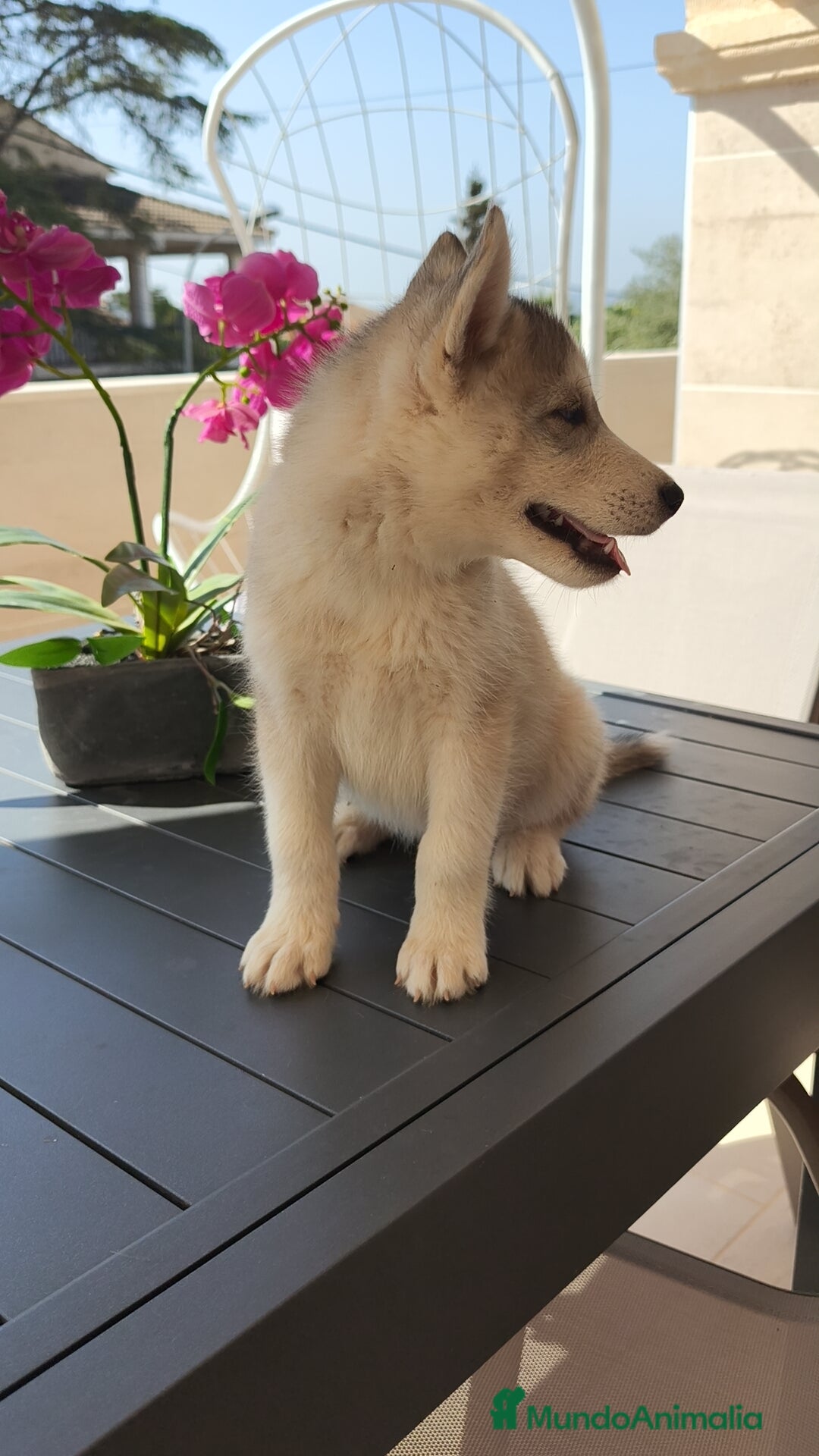 Husky Siberiano perros en venta: Husky siberiano 🔝♂️♀️ - Imagen 3