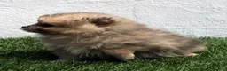 Pomerania perros en venta: Pomerania - Anuncio 9