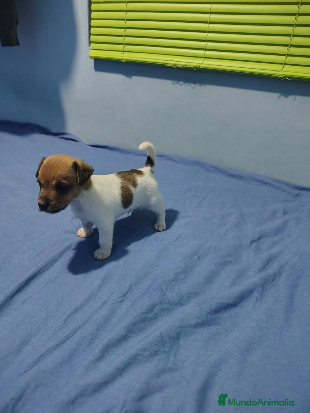 Jack Russell Terrier perros en venta: Jack Russell Puppies !! - Anuncio 8