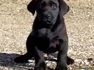 Labradoodle perros en Barcelona - Anuncio 5