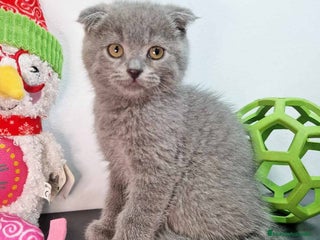 Scottish Fold gatos en Barcelona - Anuncio 15
