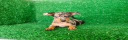 Pinscher Miniatura perros en venta: Pinscher miniatura - Anuncio 4
