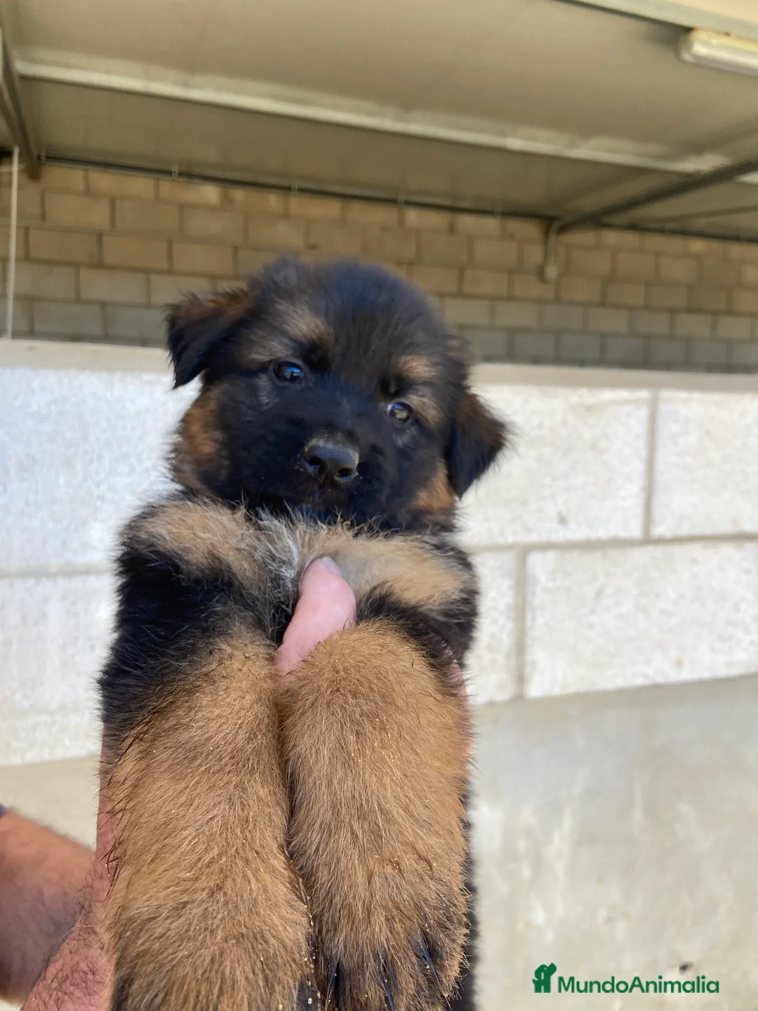 Pastor Alemán perros en venta: CACHORROS DE PASTOR ALEMÁN  - Anuncio 11