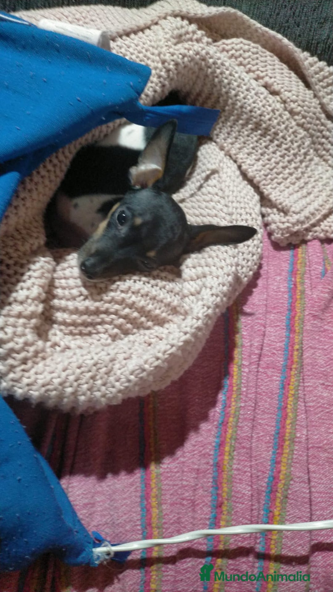 Gos Rater Valencià perros en venta: Último ratonero Valenciaano / murciano - Anuncio 4