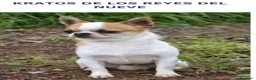 Chihuahua perros en venta: Cachorros de Chihuahuas en Caraby - Anuncio 15