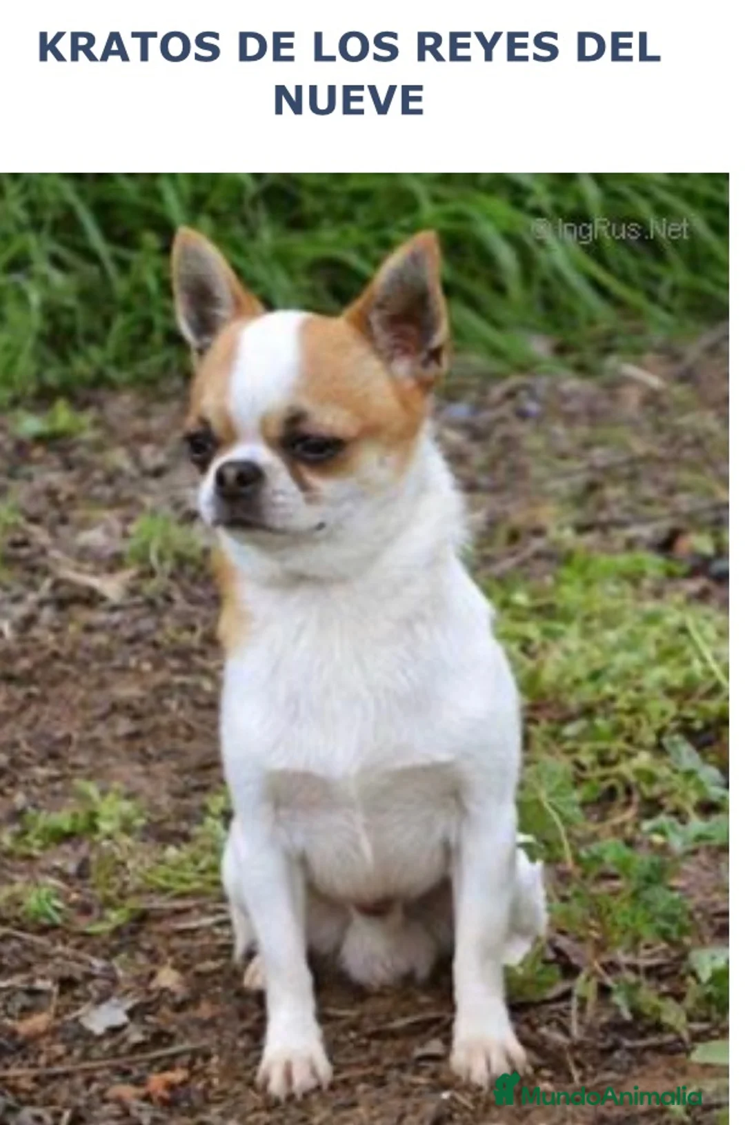Chihuahua perros en venta: Cachorros de Chihuahuas en Caraby - Anuncio 17