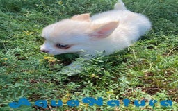 Chihuahua perros en venta: Camada Pomchi de Japi y Manchitas AQUANATURA - Imagen 4