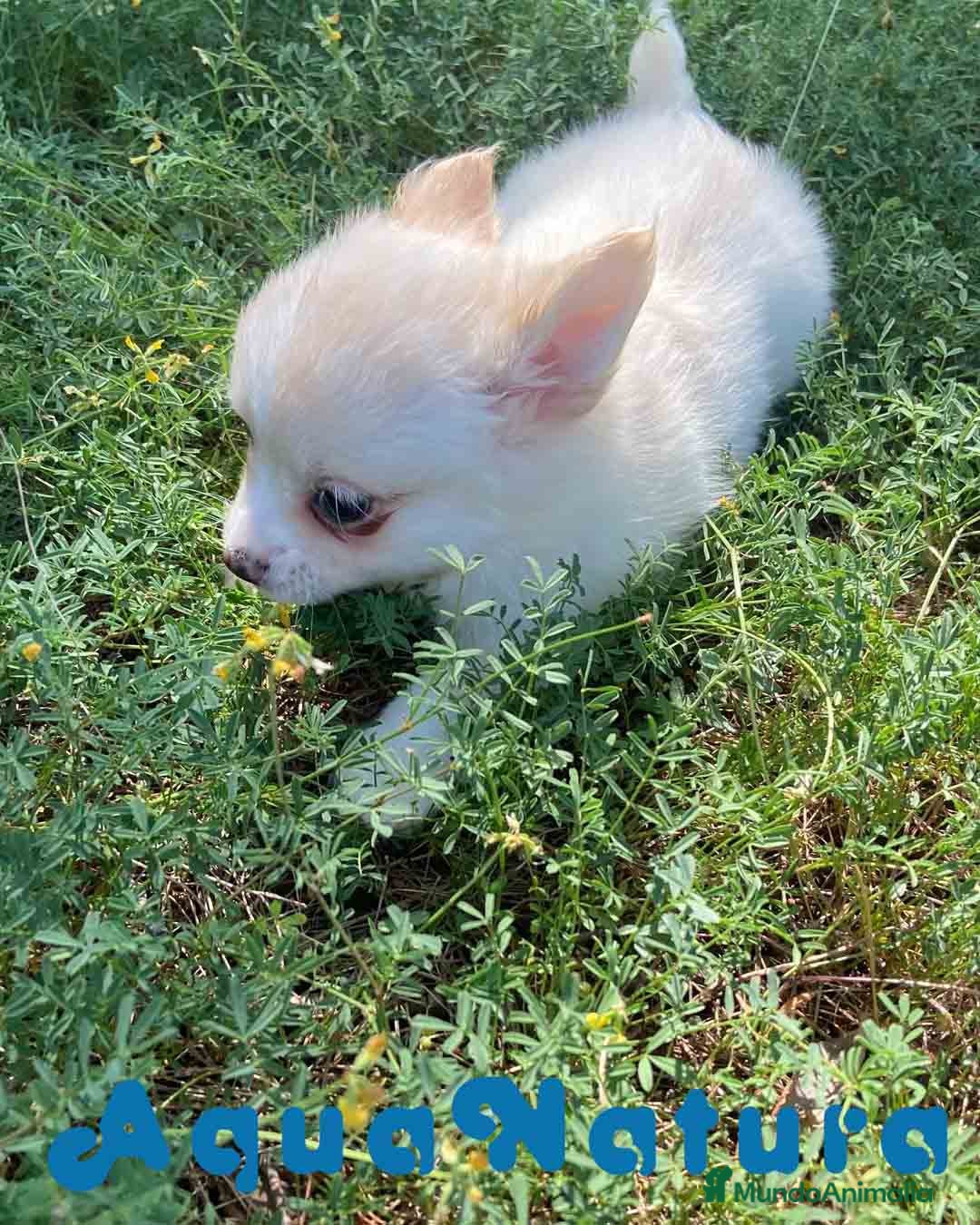 Chihuahua perros en venta: Camada Pomchi de Japi y Manchitas AQUANATURA - Imagen 4