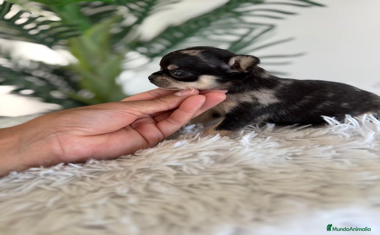 Chihuahua perros - Anuncio 13