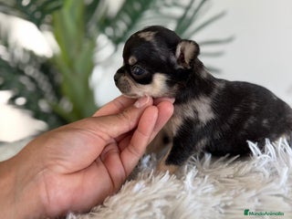 Chihuahua perros - Anuncio 4