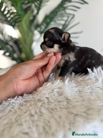 Chihuahua perros - Anuncio 5