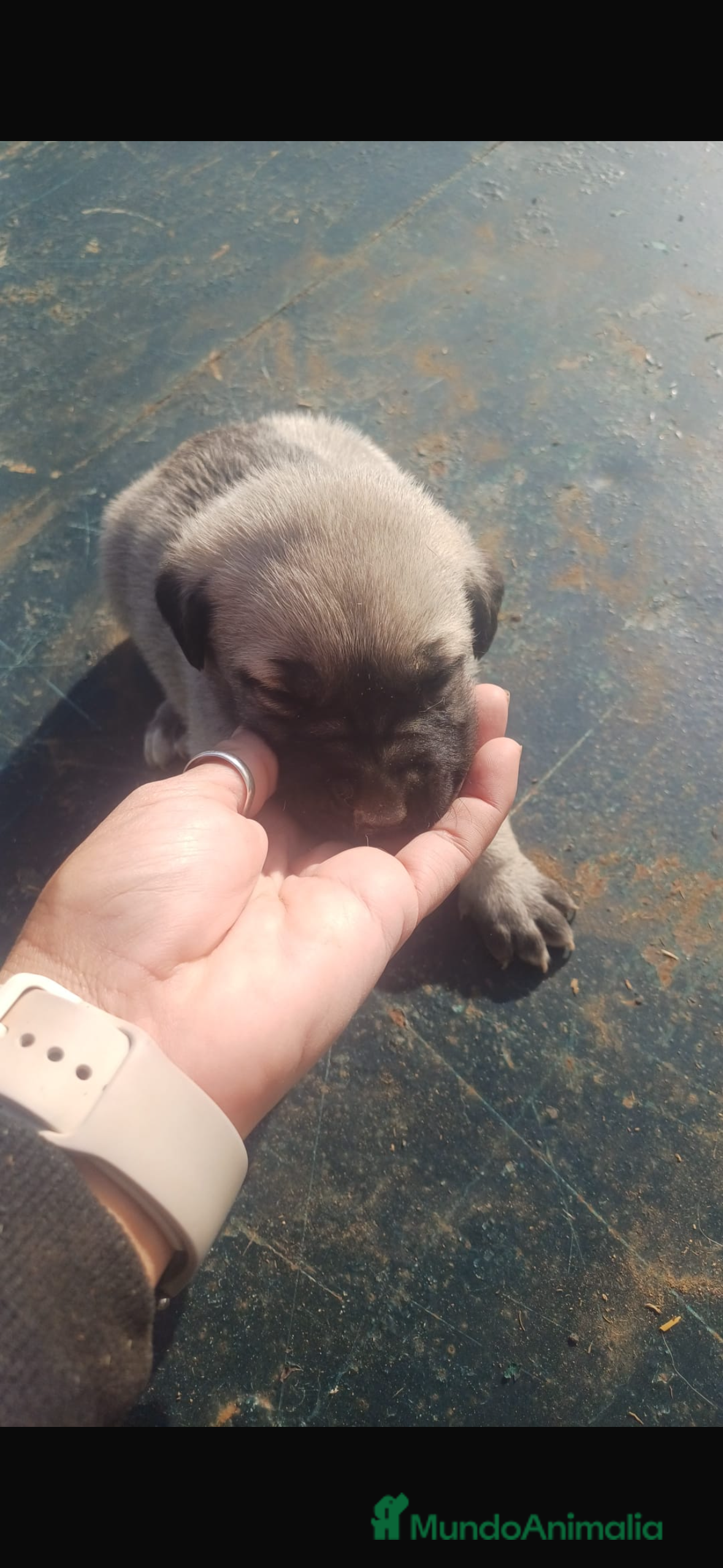 Mastín Español perros Hembra mastín español - Anuncio 1