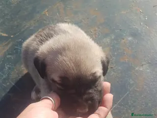 Mastín Español perros Hembra mastín español - Anuncio 1