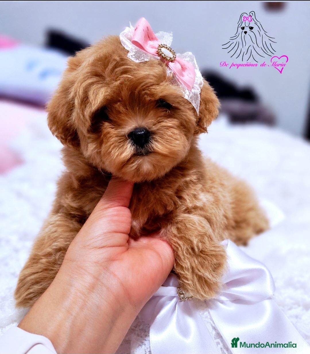 Maltipoo perros en venta: MALTIPOO MINIATURA ASIÁTICO  - Anuncio 24