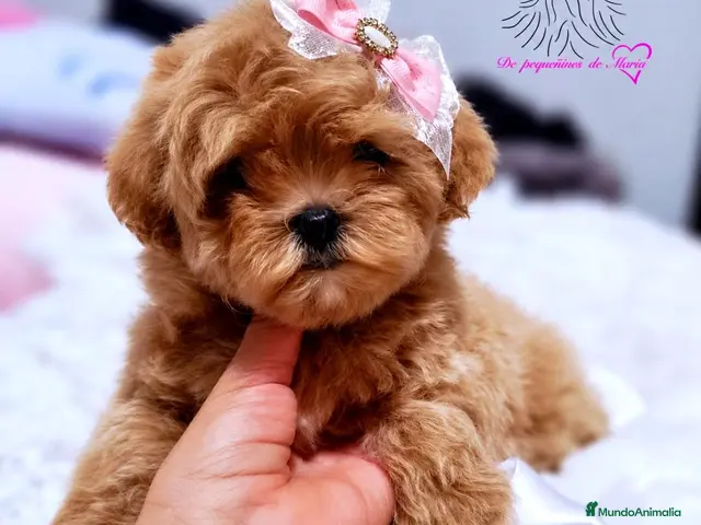 Maltipoo perros en venta: MALTIPOO MINIATURA ASIÁTICO - Anuncio 24