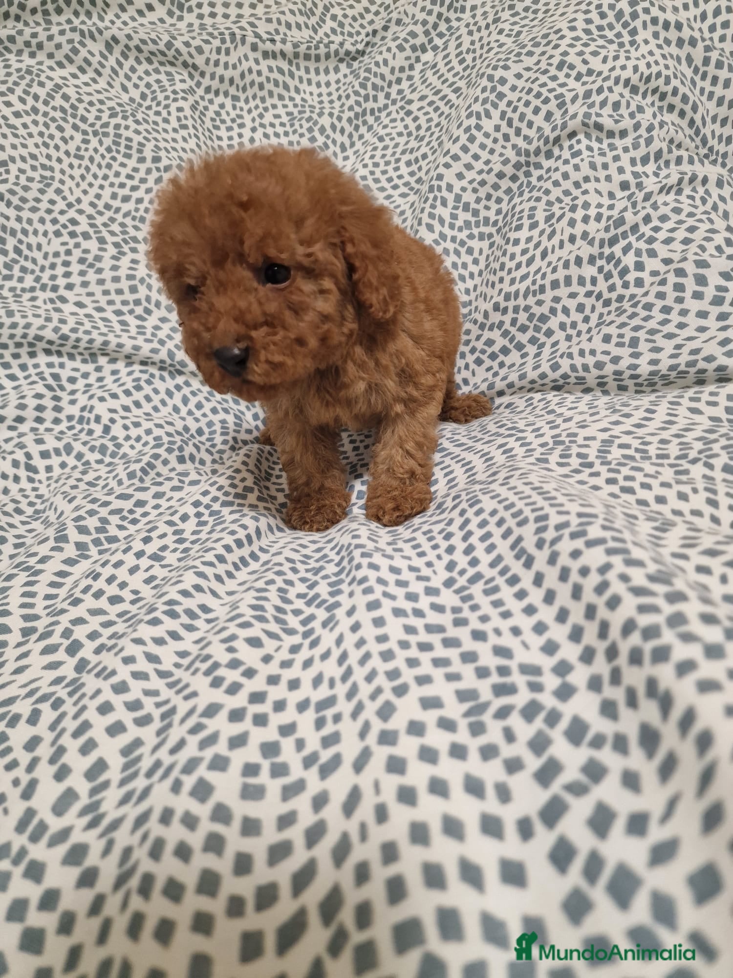 Caniche Toy perros Caniche Toy - Anuncio 1