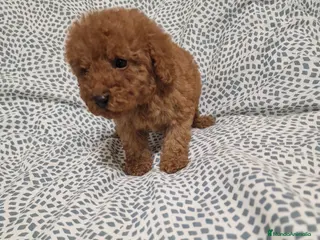 Caniche Toy perros Caniche Toy - Anuncio 1