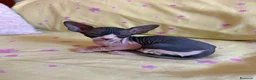 Sphynx gatos en venta: SPHYNX GATITOS - Anuncio 4