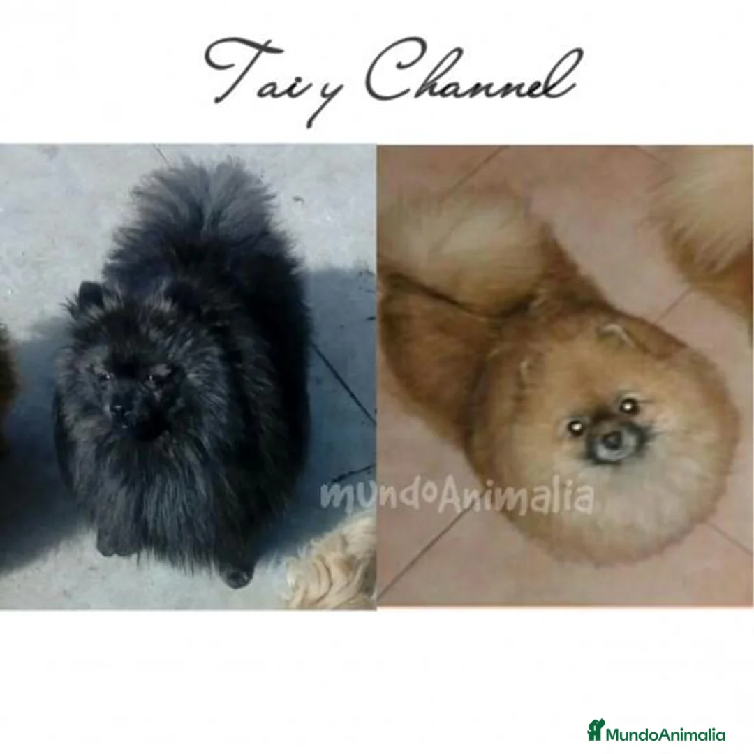 Imagen de galería {{count}}