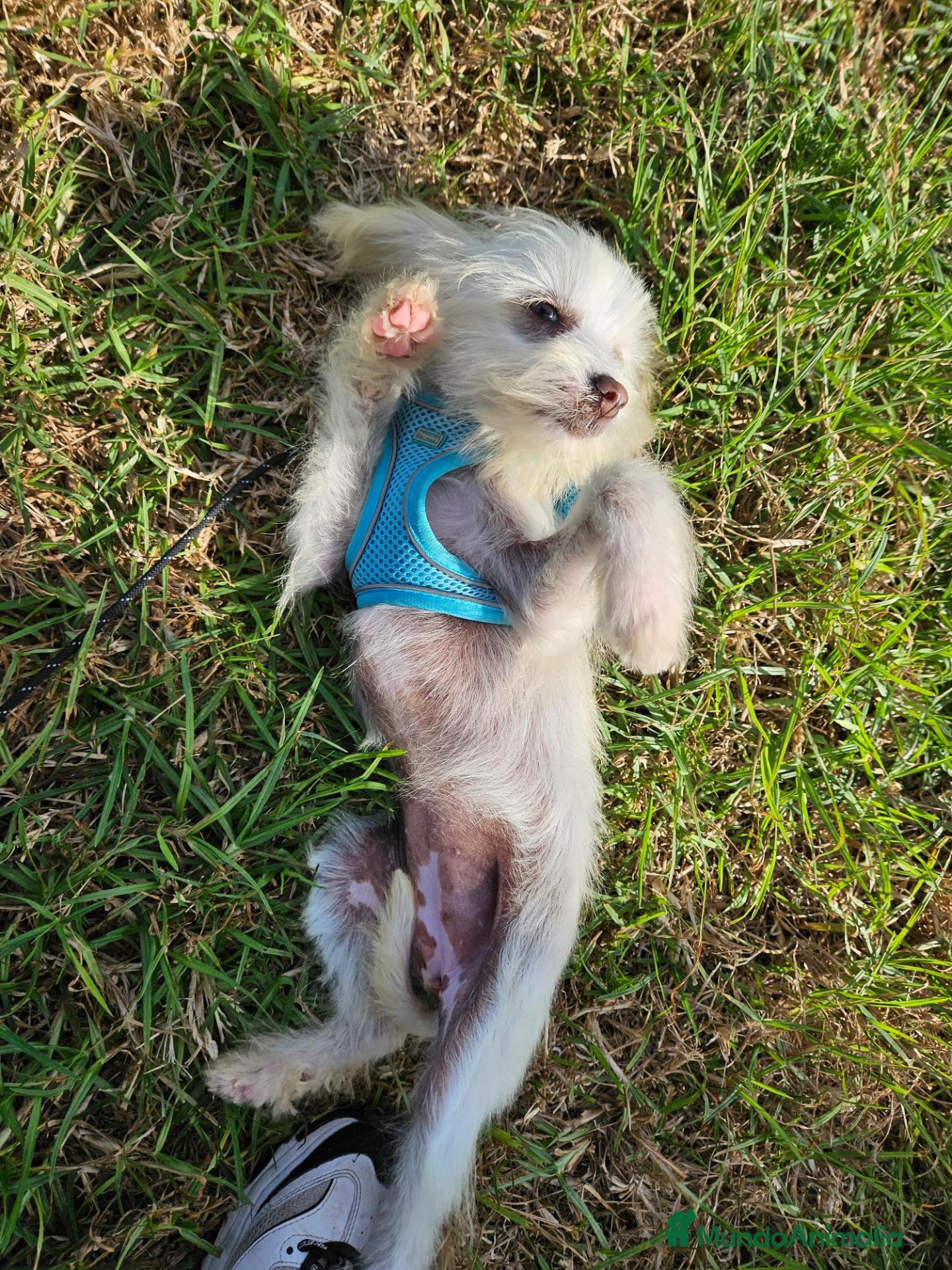 Perro Crestado Chino perros en venta: Crestado chino precio real - Anuncio 1