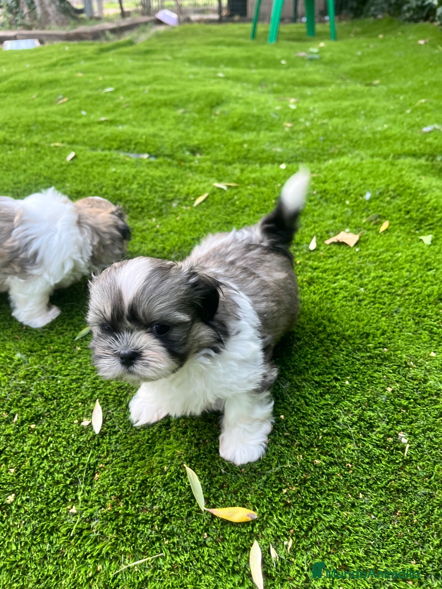 Shih Tzu perros 🐶 Preciosos cachorros machos Shi tzu - Anuncio 3