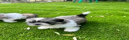 Shih Tzu perros en venta: 🐶 Preciosos cachorros machos Shi tzu - Anuncio 1