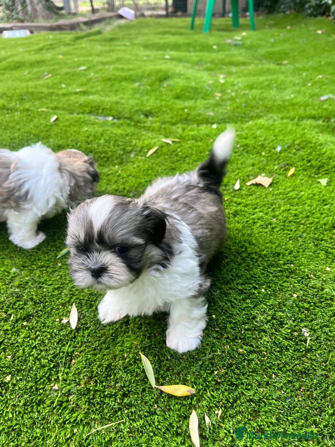 Shih Tzu perros en venta: 🐶 Preciosos cachorros machos Shi tzu - Anuncio 1