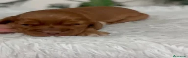 Cocker Spaniel Inglés 1