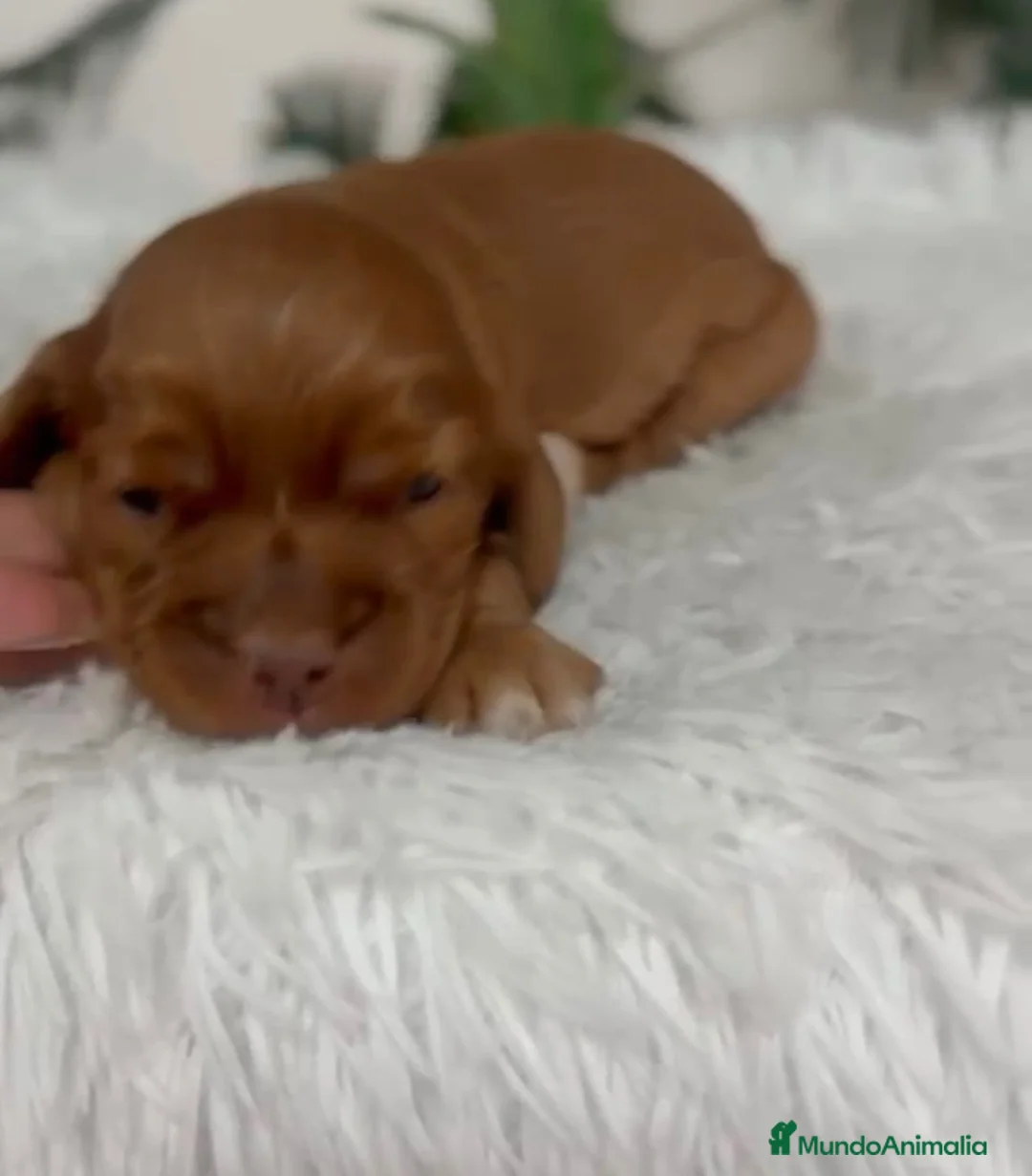 Cocker Spaniel Inglés perros en venta: COCKER SPANIEL INGLÉS  - Anuncio 1