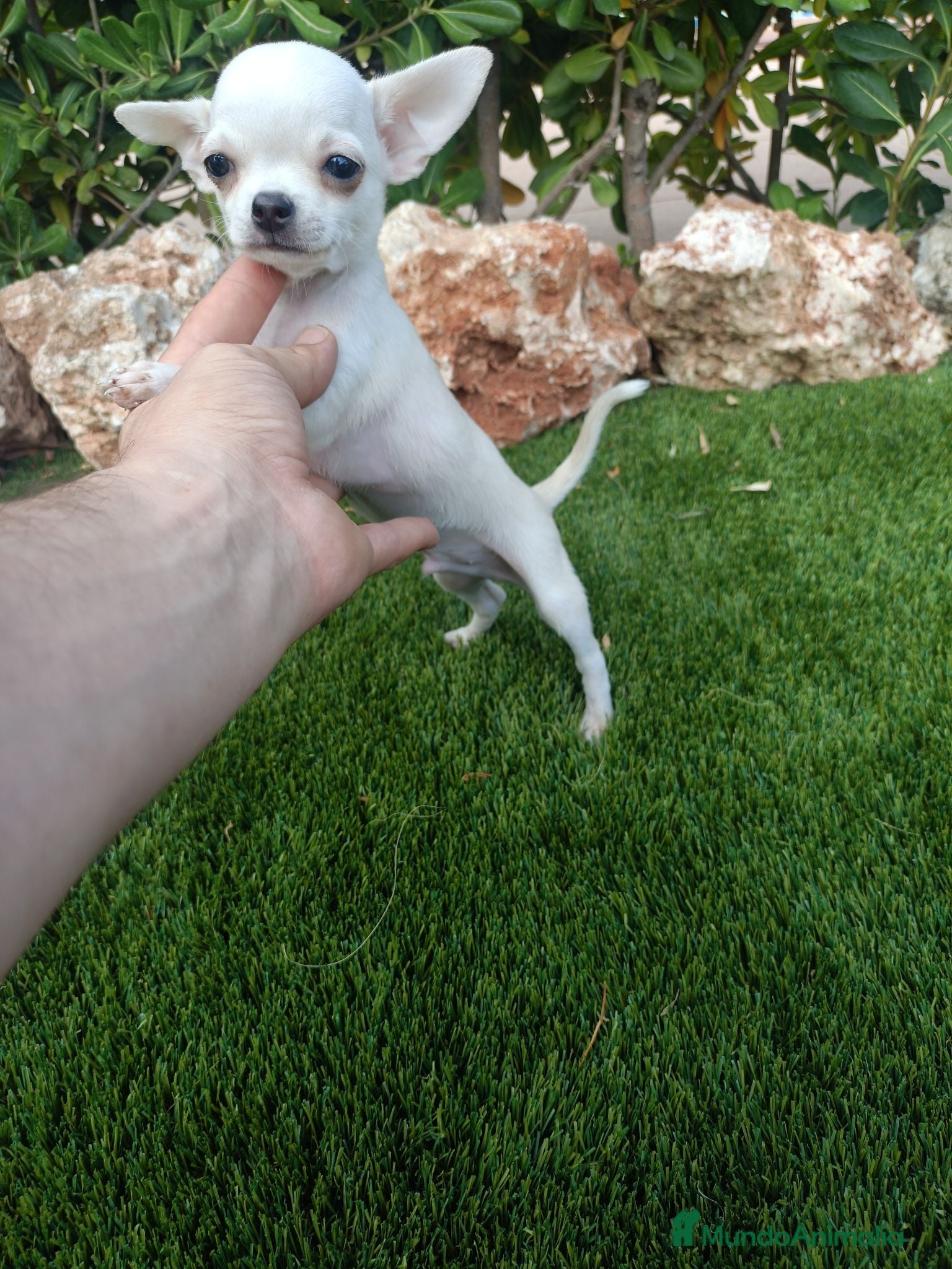 Chihuahua perros Machito Blanco Toy - Anuncio 8