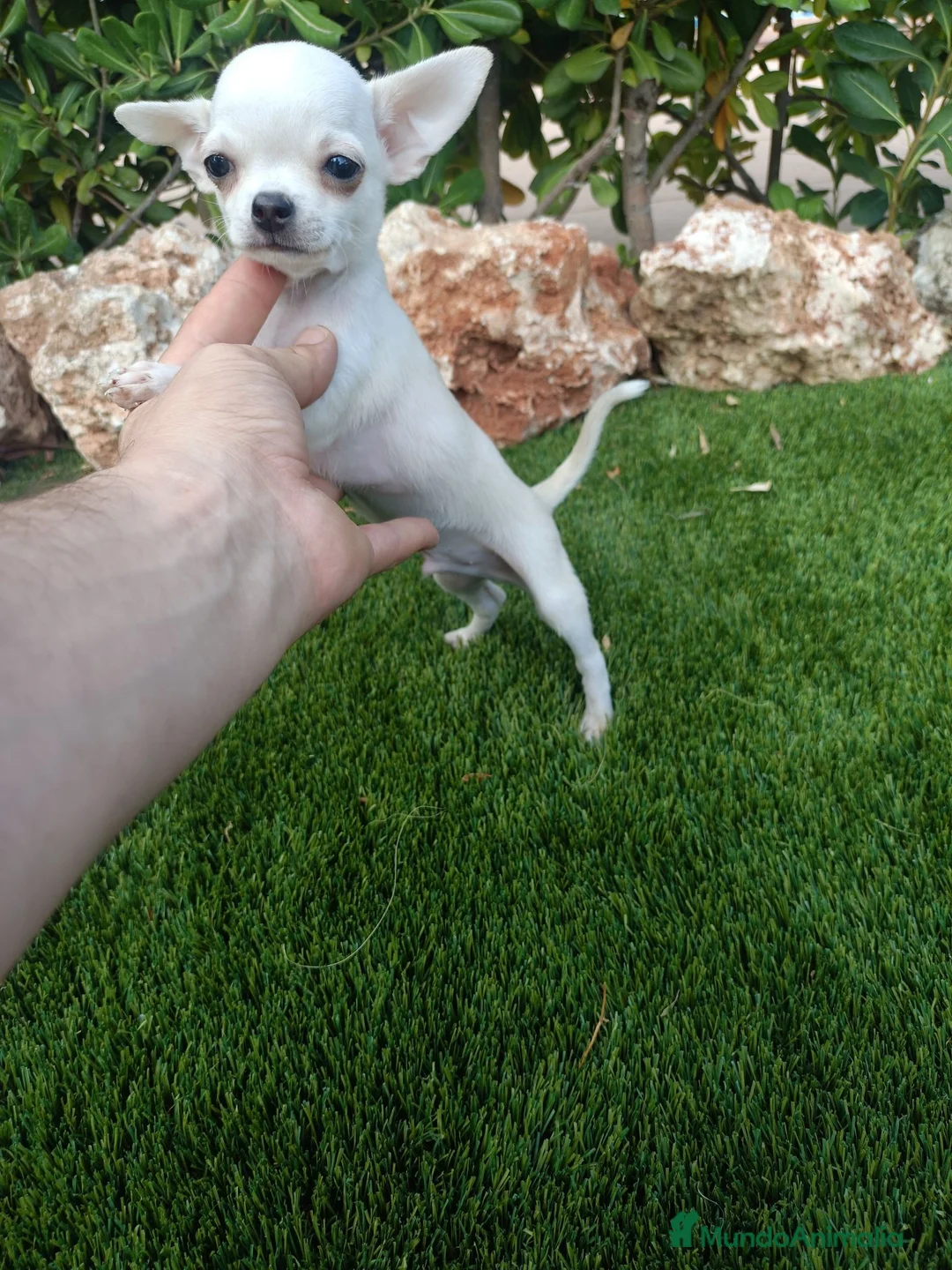 Chihuahua perros en venta: Machito Blanco Toy - Anuncio 1