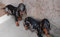 Teckel perros en venta: Cachorro teckel arlequín plata  - Imagen 1