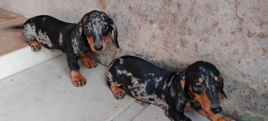 Teckel perros en venta: Cachorro teckel arlequín plata  - Imagen 1