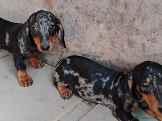 Teckel perros - Anuncio 1