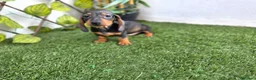 Teckel Miniatura perros en venta: TECKEL MINIATURA - Anuncio 1