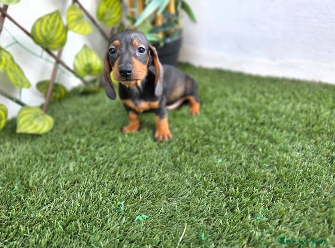 Teckel Miniatura perros en venta: TECKEL MINIATURA - Anuncio 1