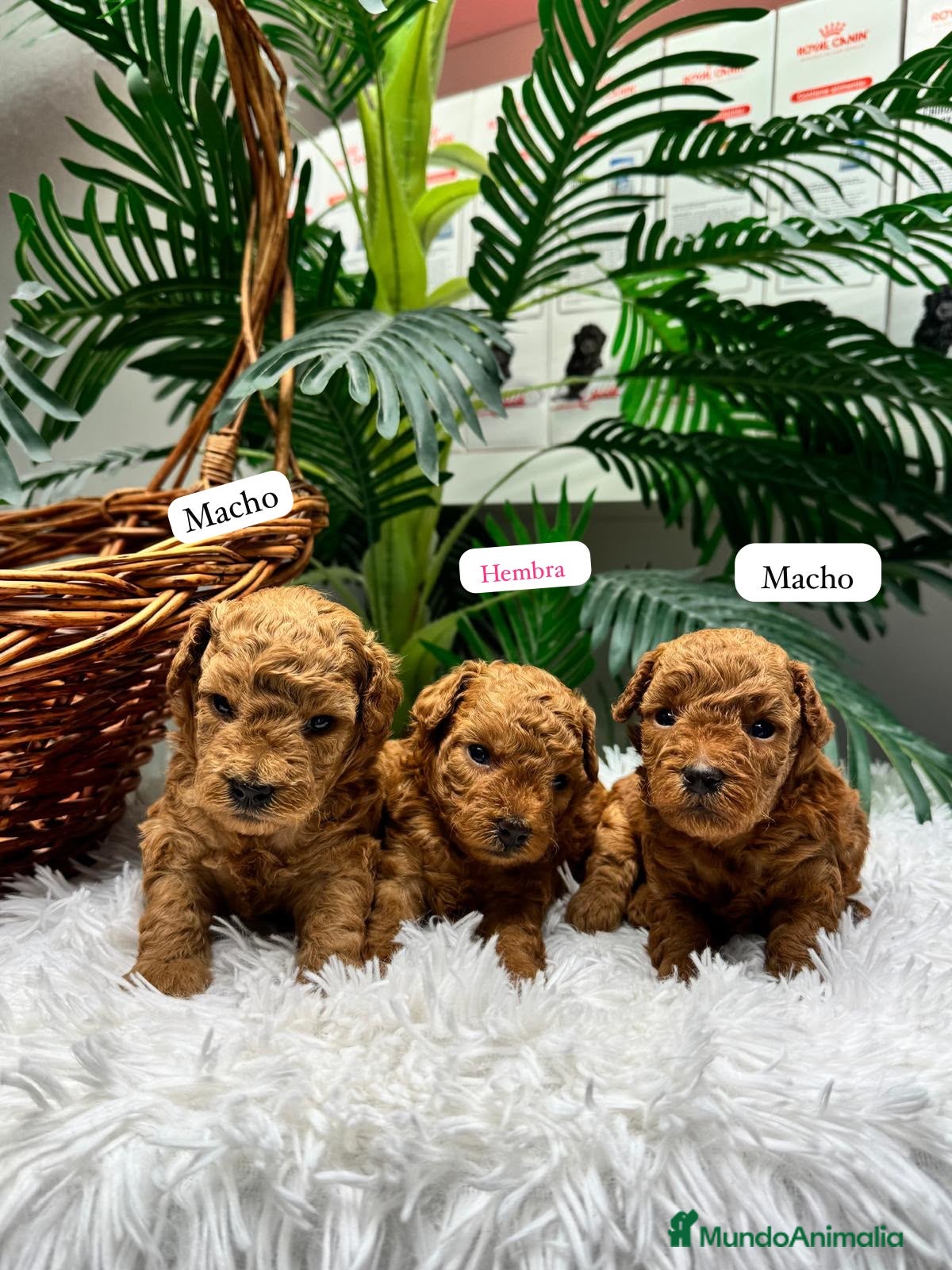 Raza Mixta perros CANICHE TOY  - Anuncio 1