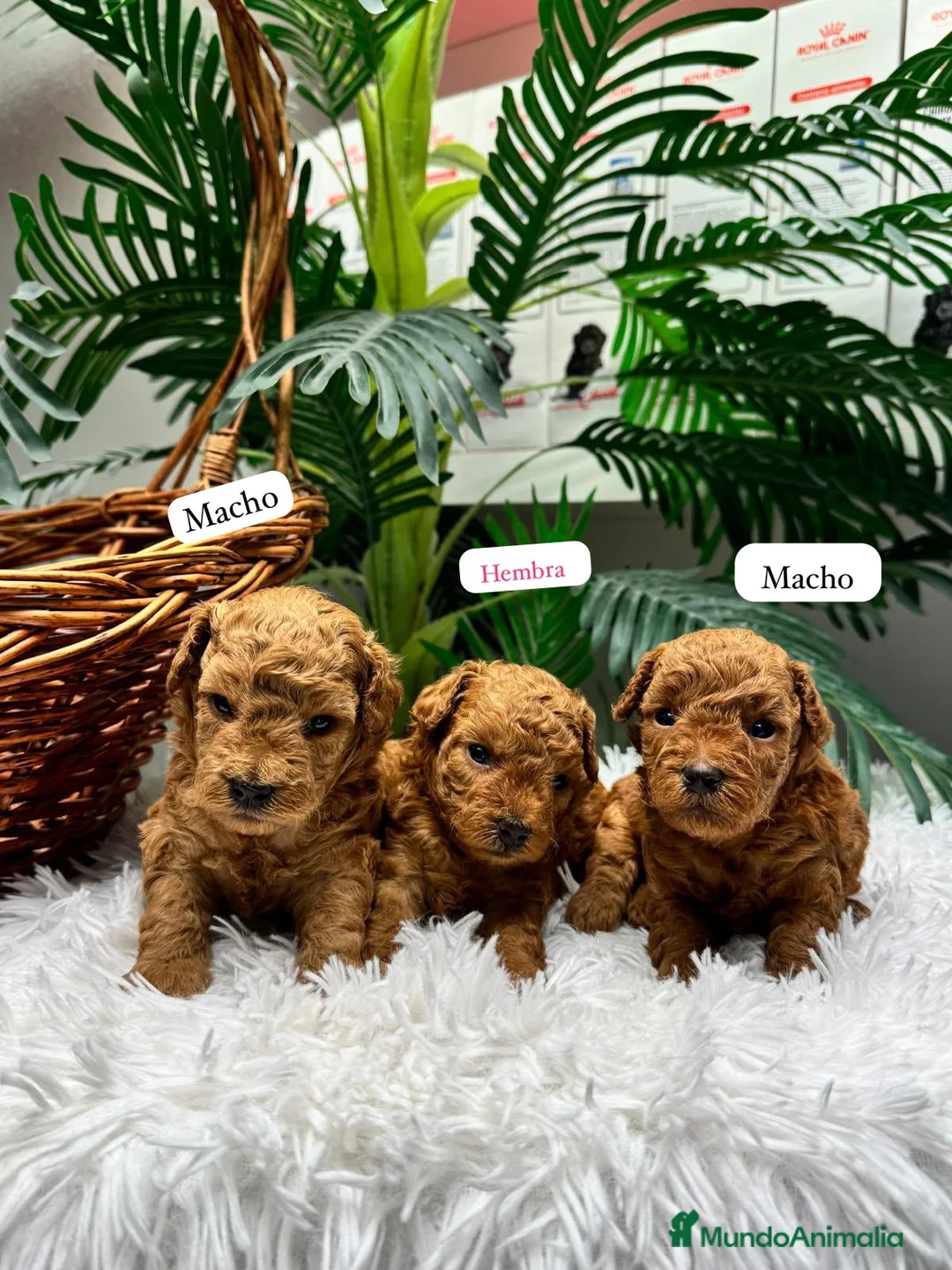 Raza Mixta perros en venta: CANICHE TOY  - Anuncio 1