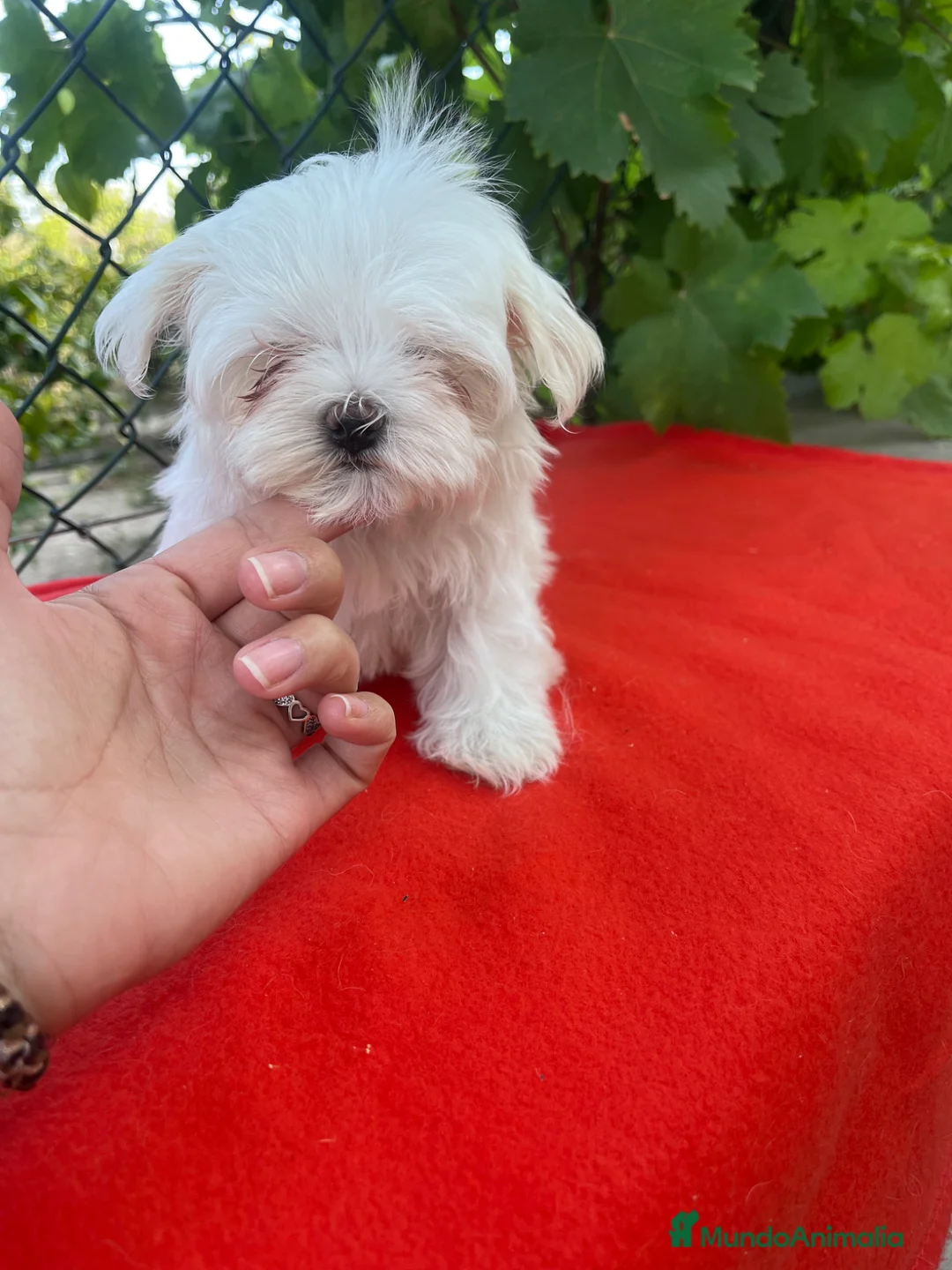 Bichón Maltés perros en venta: PRECIOSO BICHON MALTÉS MINI  - Anuncio 1